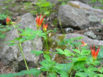 Columbines