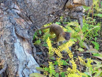 Weasel, Lake Geneva