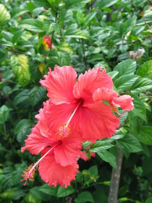 Hibiscus, Maui