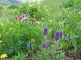 American Basin Wildflowers