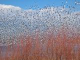 Snow Geese and Willows