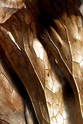 wood veins