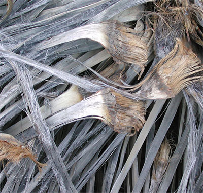 yucca fronds