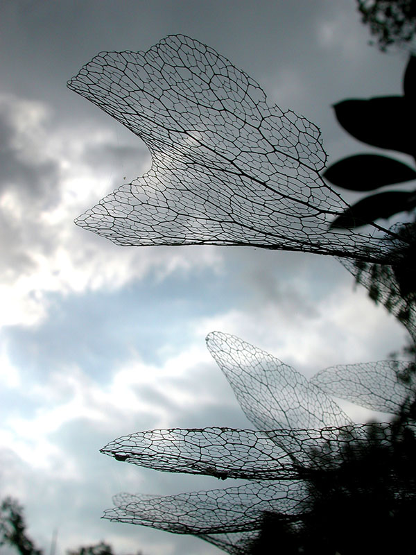 leaf skeletons