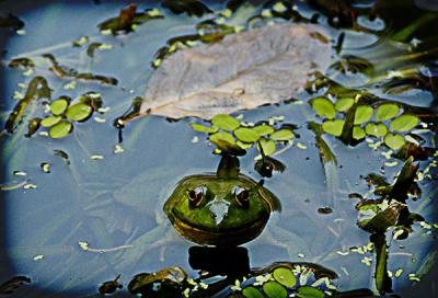 frog, auroville