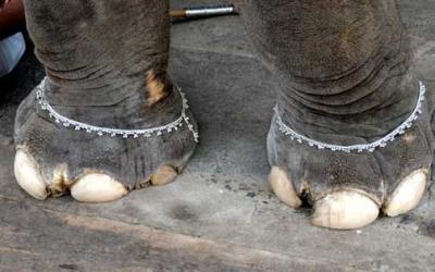 lakshmi's feet, pondicherry