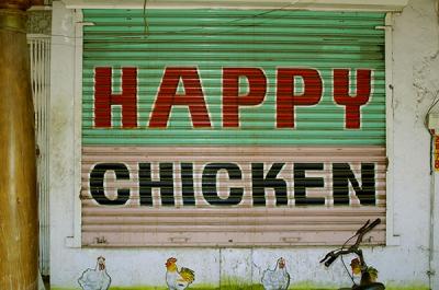 happy chicken, pondicherry