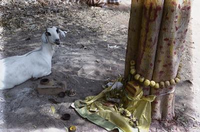 the holy goat, auroville