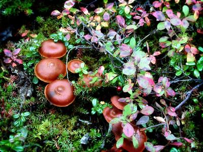 mushroom colony