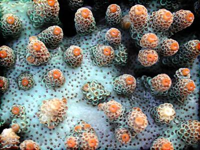 menjangan coral