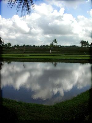 penestanan rice paddies