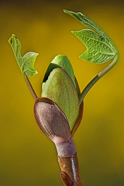 Tulip Poplar