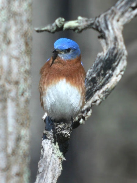 Bluebird