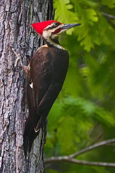 Pileated Woodpecker male