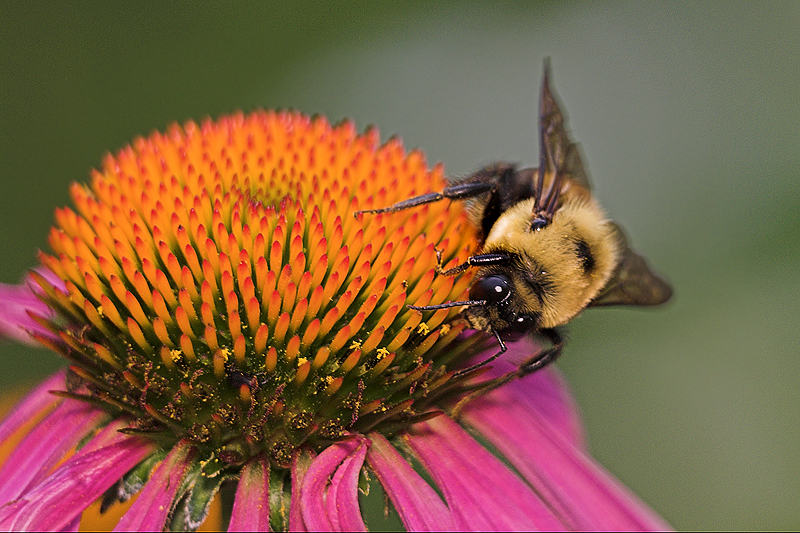 Bumblebee on Echinacea