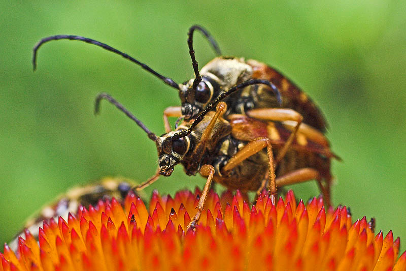Soldier Beetles (Cantharidae)?