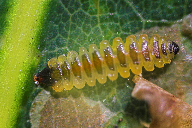 Oak Leaf Miner