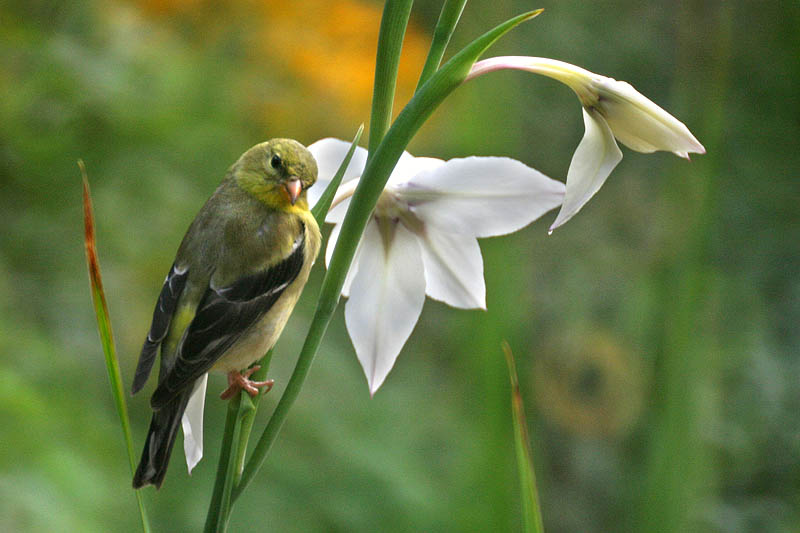 Goldfinch (female)