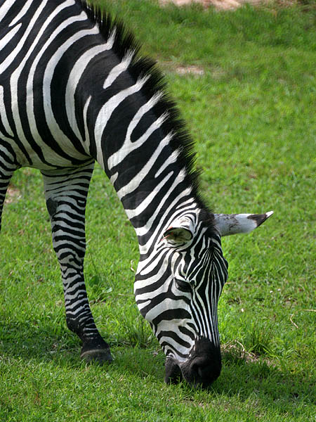 Zebra