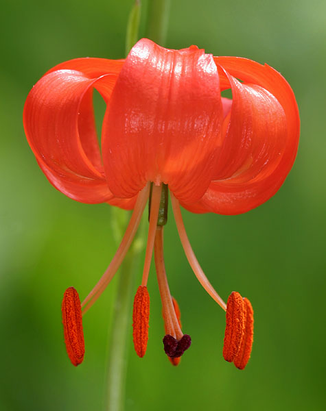 Turks Cap Lily