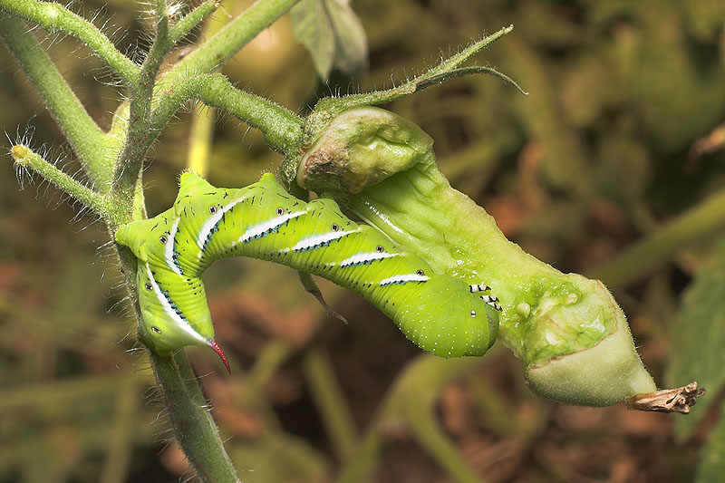 Tomato Hornworm