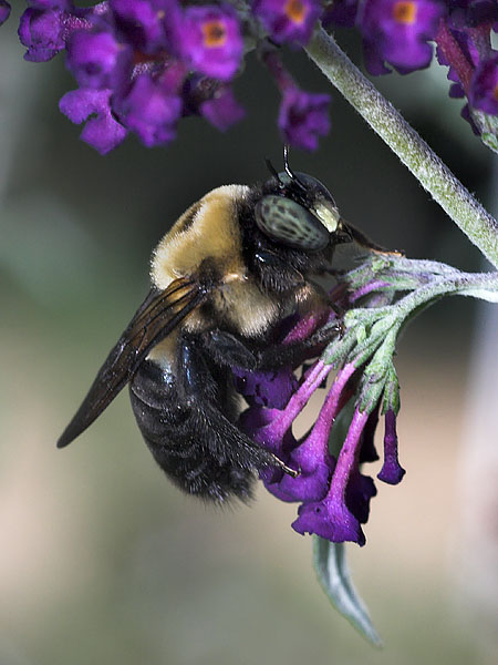 Bumblebee on Butterfly Bush