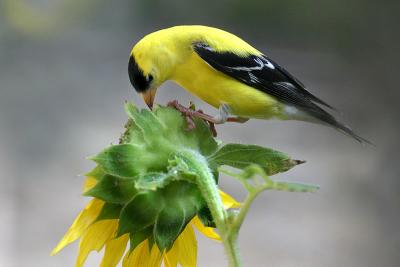 Goldfinch on Sunflower