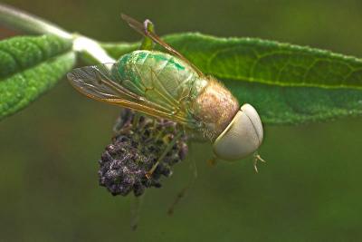 Green Horsefly