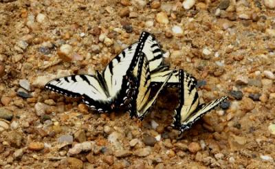 Tiger Swallowtails 'Puddling'
