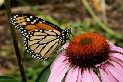 Monarch on Echinacea