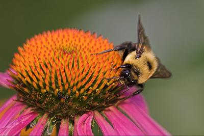 Bumblebee on Echinacea