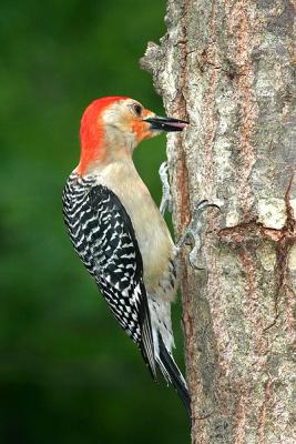 Red Bellied Woodpecker - male