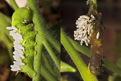 Tomato Hornworm with Wasps