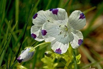 Five Spot (Nemophila maculata)