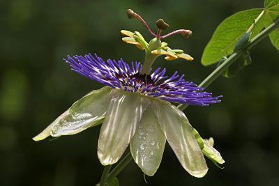Passion Flower  - Passiflora incarnata