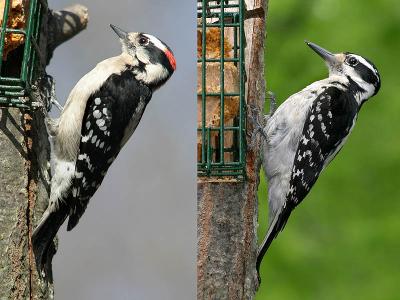 Male Downy / Female Hairy Woodpecker