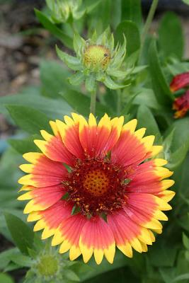 Gaillardia 'Goblin'