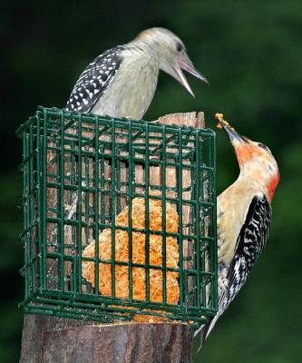 Red Bellied Woodpecker