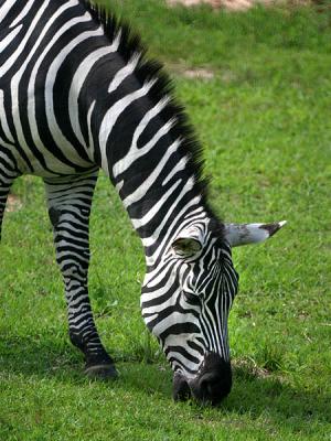 Zebra