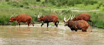 Tragelaphus euryceros - Bongo