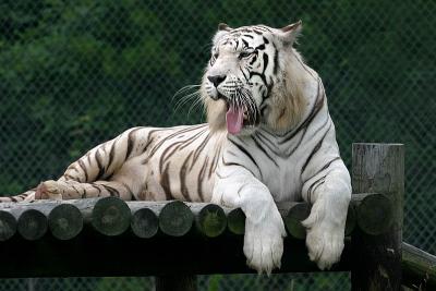 White Tiger