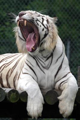 White Tiger