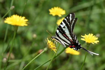 Zebra Swallowtail