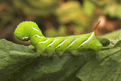 Tomato Hornworm with frass