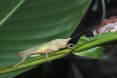 Leaf Roller