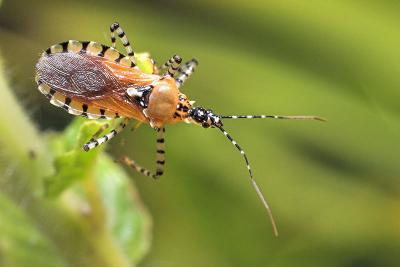 PSELLIOPUS spp.  Assassin Bug