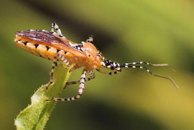 PSELLIOPUS spp.  Assassin Bug