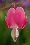 Bleeding Heart