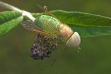 Green Horsefly