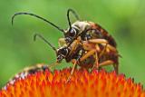 Soldier Beetles (Cantharidae)?